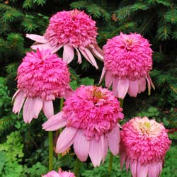 echinacea secret romance